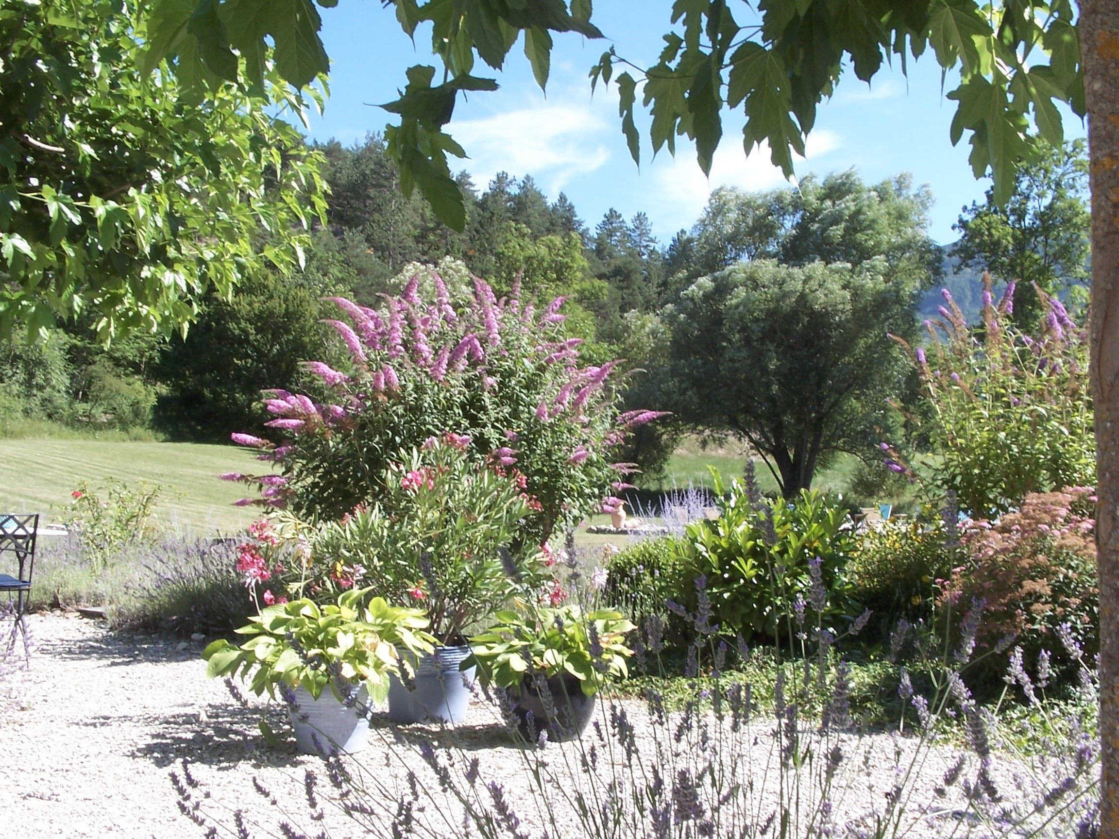 A garden with various plants and trees, including lavender and a large tree with purple flowers.