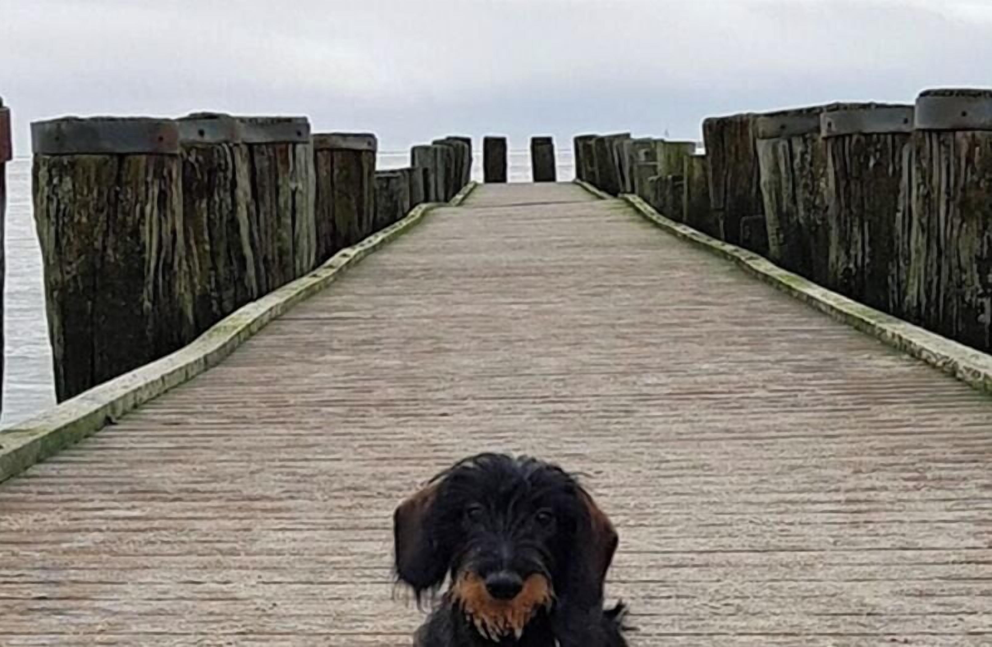 Un perro en un muelle de madera con vista al agua.