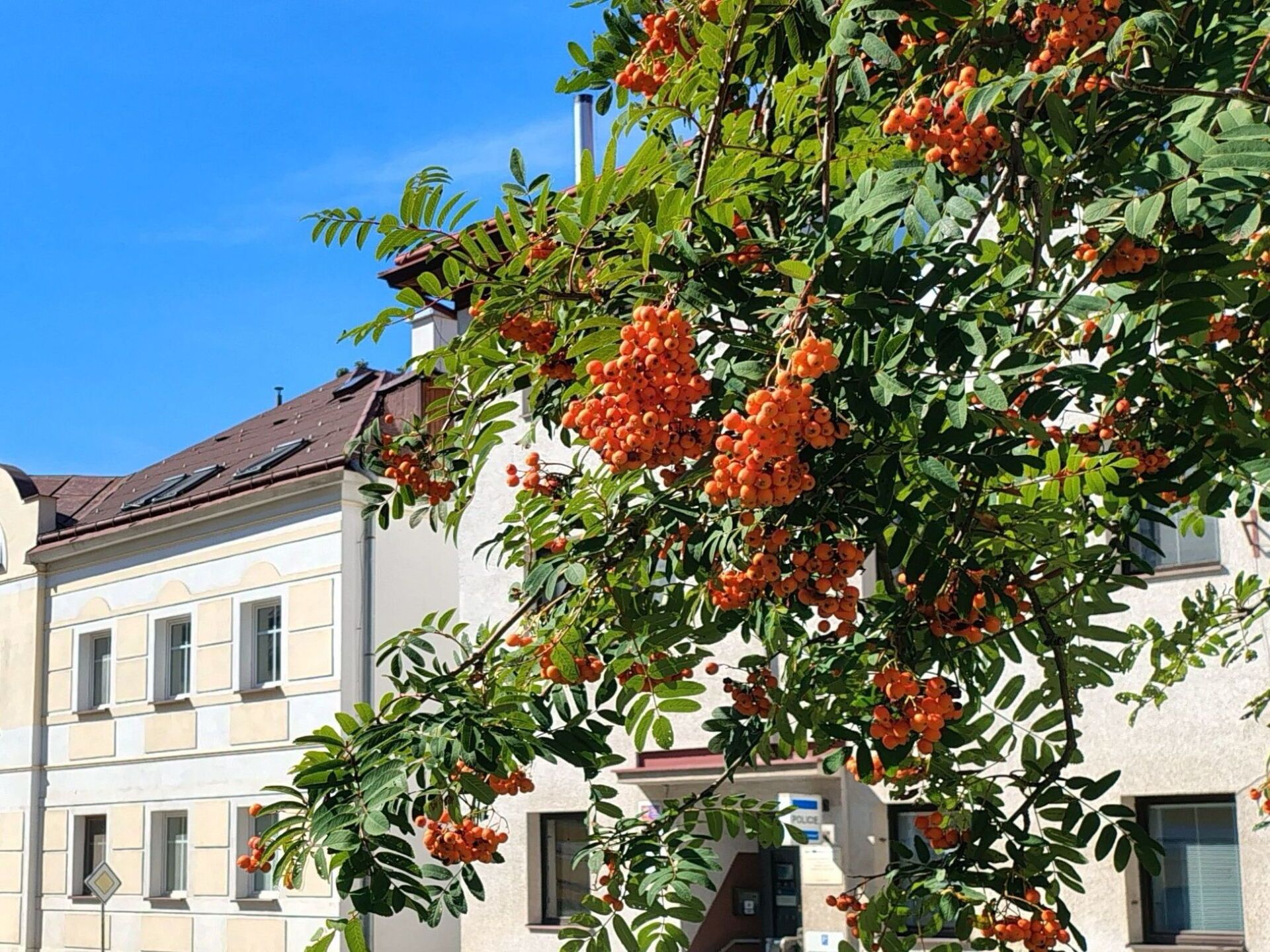 A building with a traditional facade, a tree with orange fruit, and a clear blue sky.