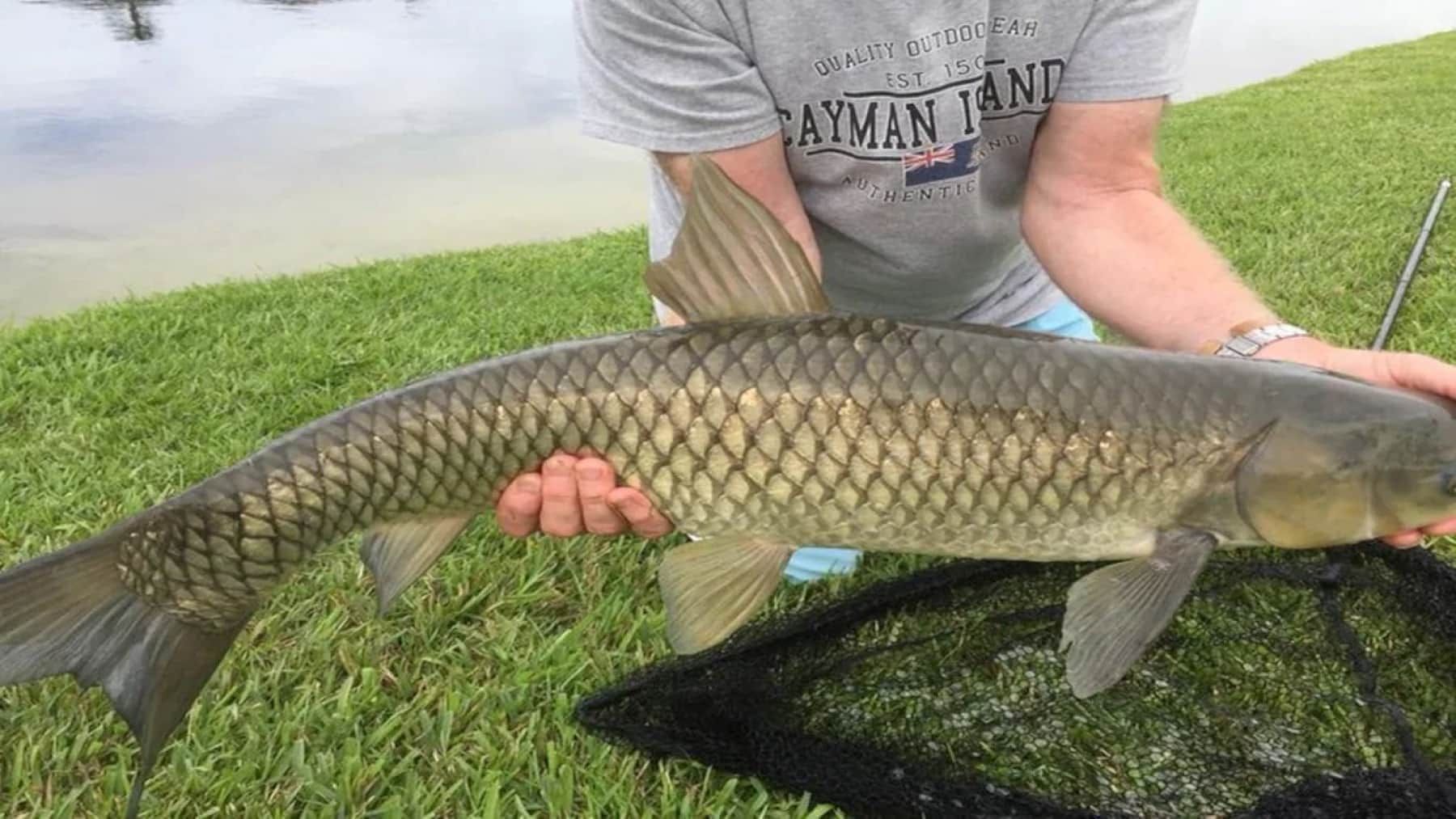 A person holding a large fish on grass near a body of water.