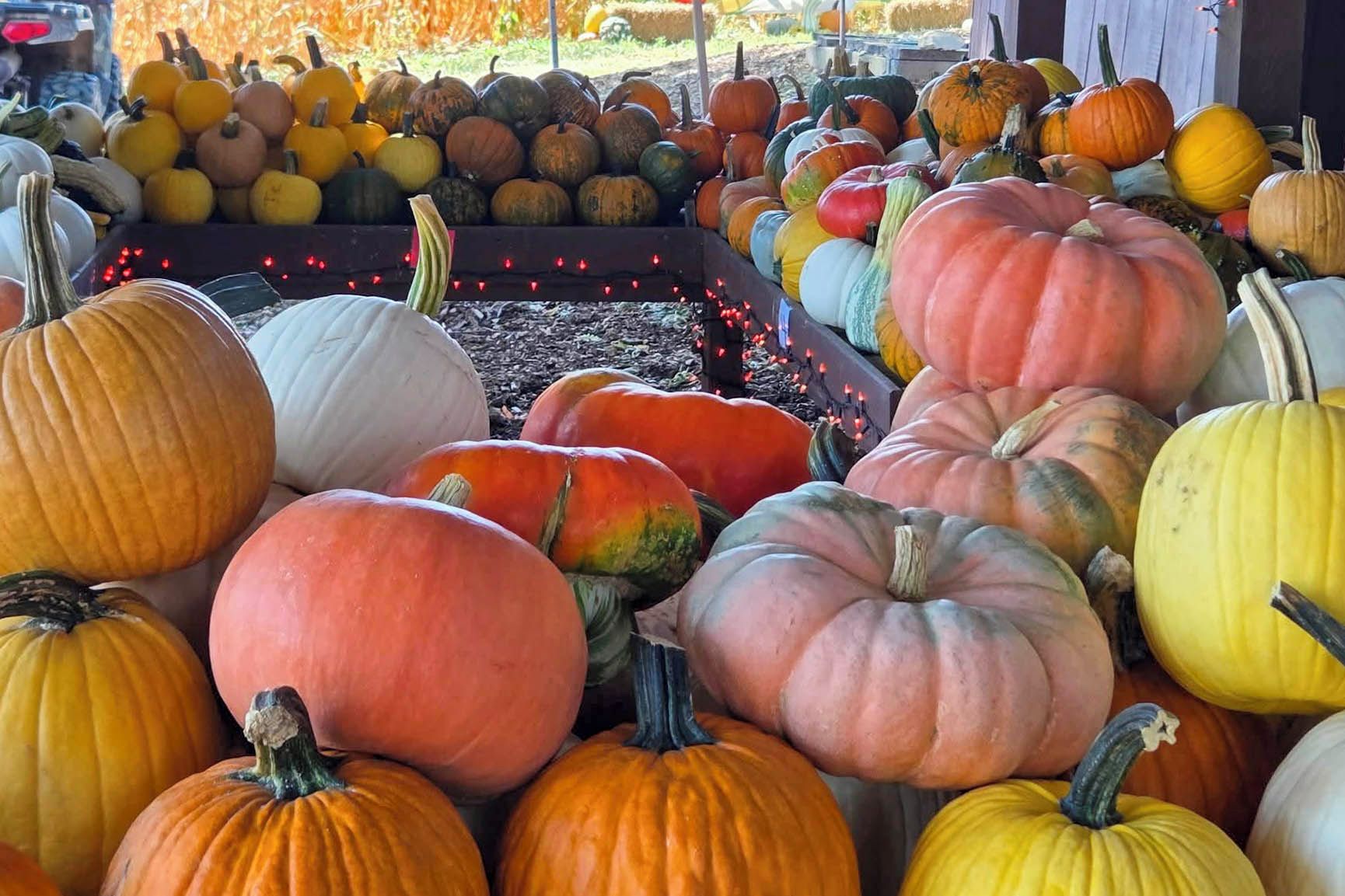 Variedad de calabazas exhibidas en un mercado.