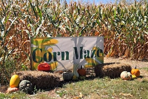 A corn maze sign with pumpkins and hay bales in front. - Cozy Highland Cow Retreat - 4 Mi to JMU (Penn Laird)