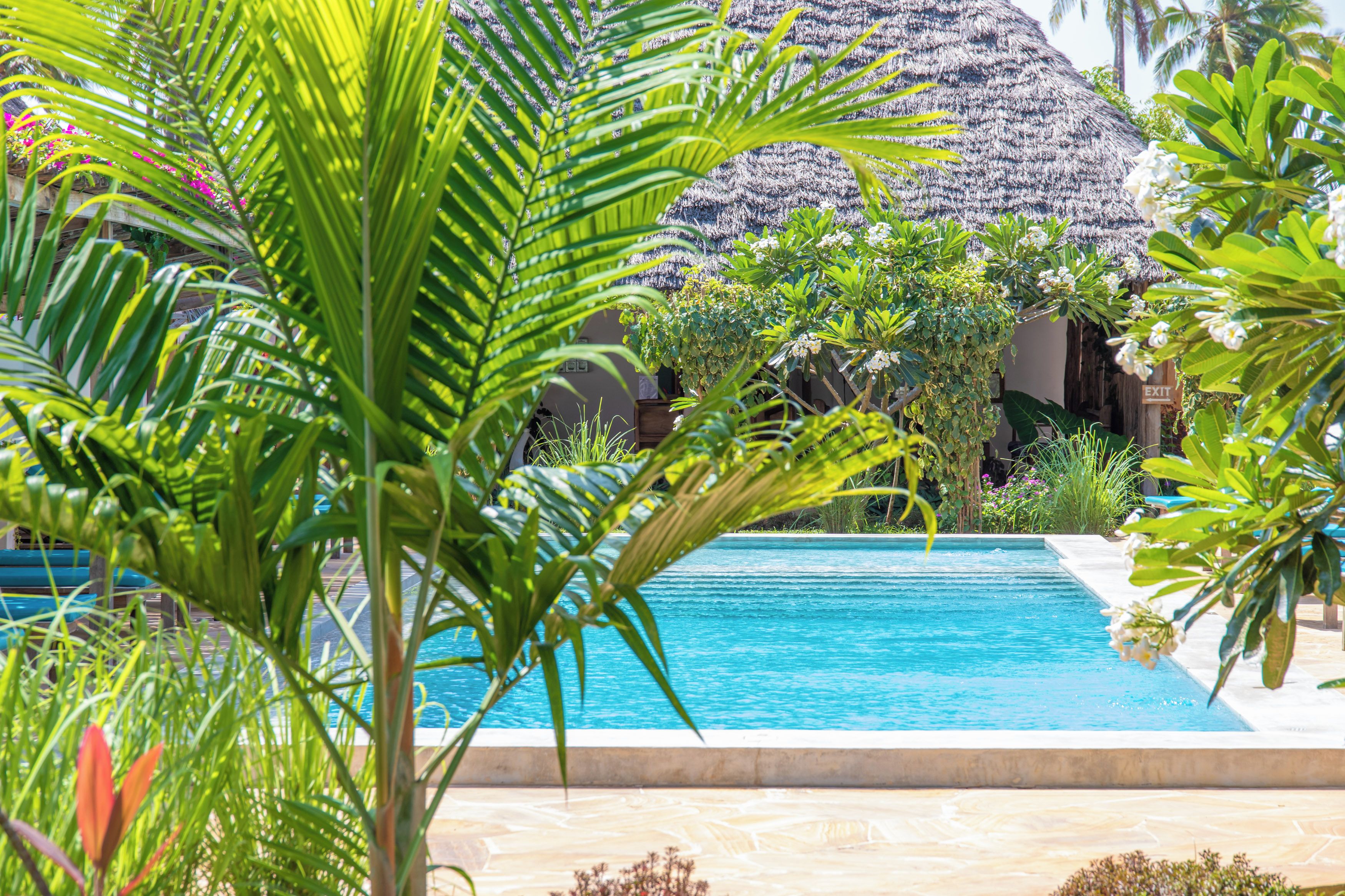 A swimming pool surrounded by tropical plants and a thatched-roof structure.