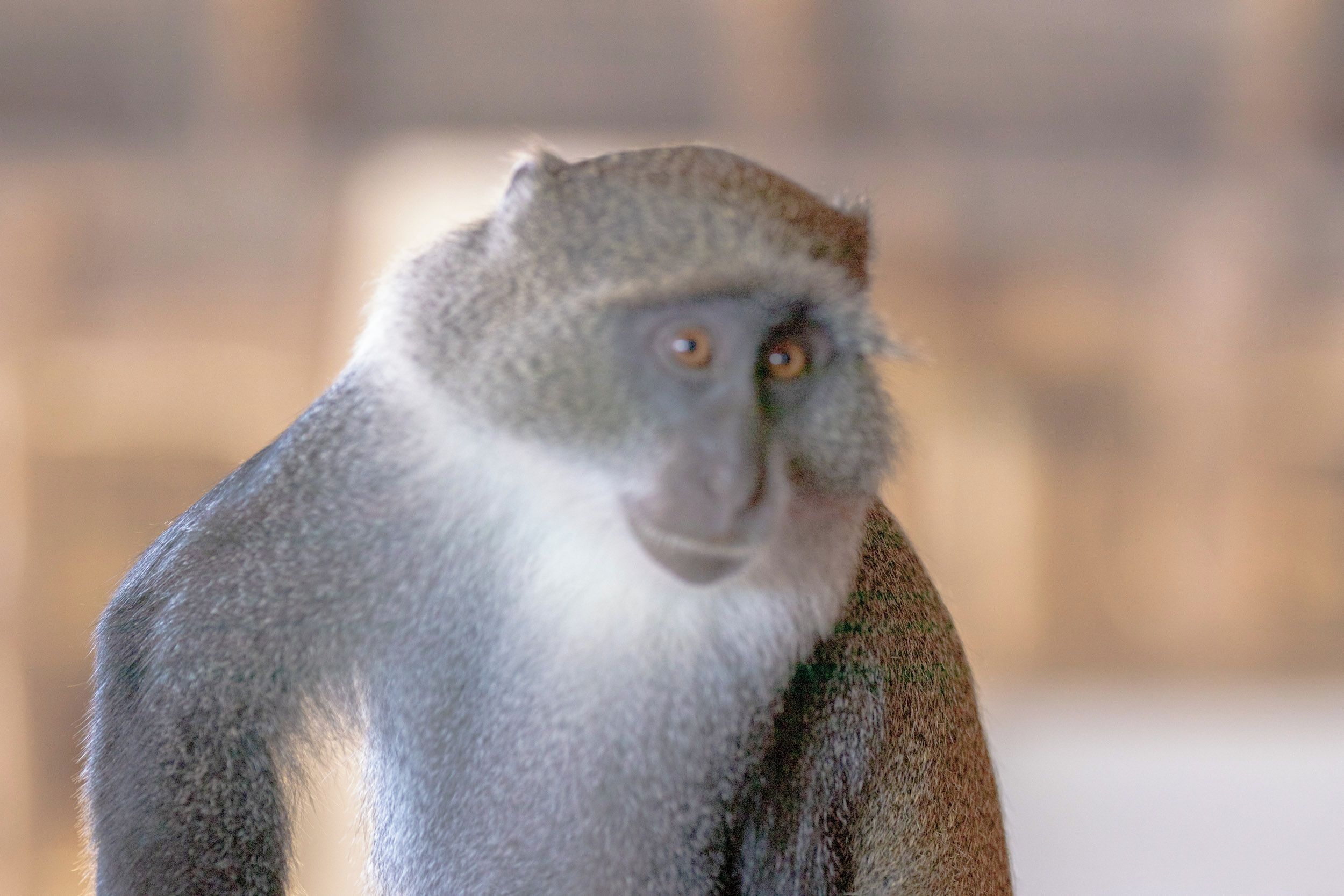 Een close-up van een aap met een grijze vacht en een witte buik.