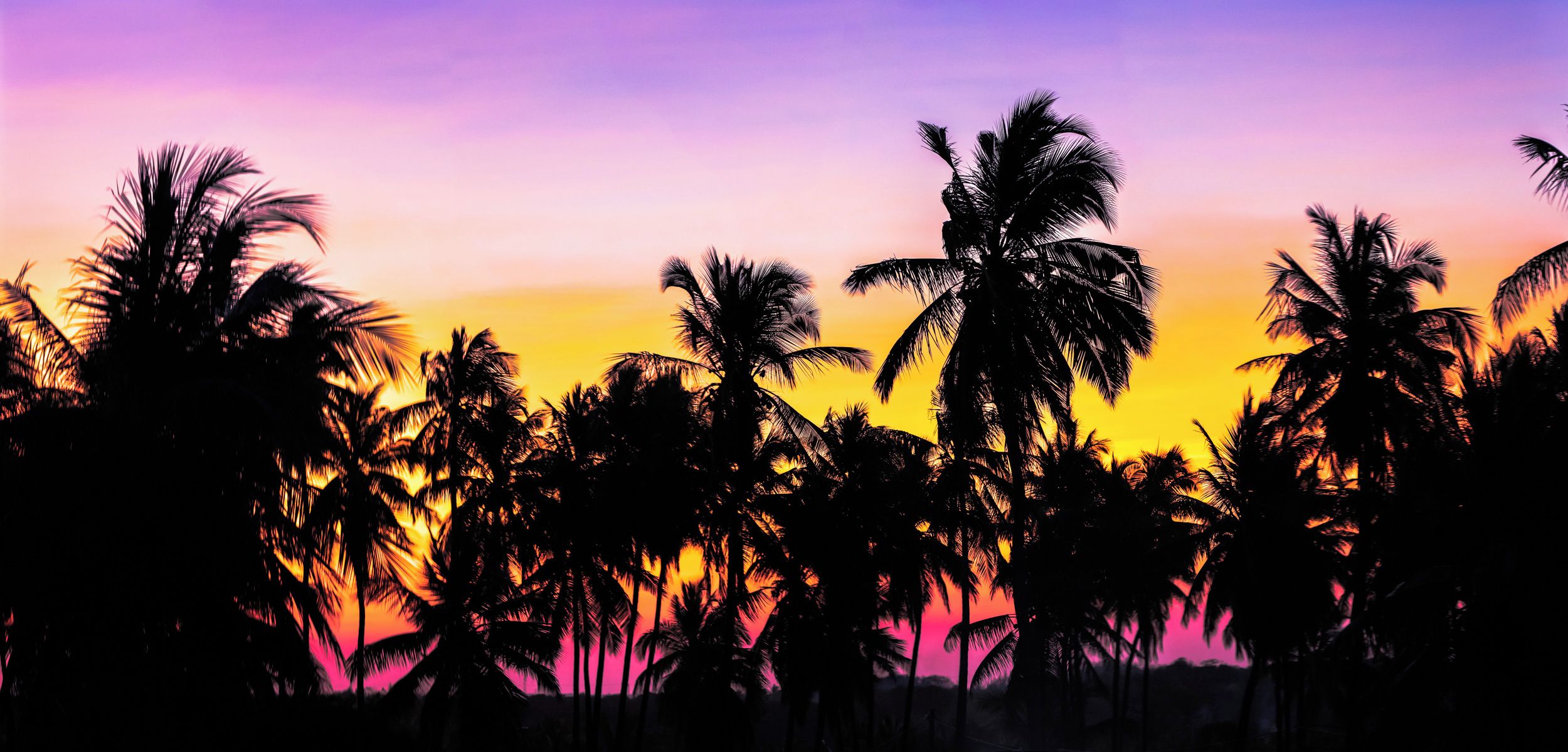 A silhouette of palm trees against a sunset sky.