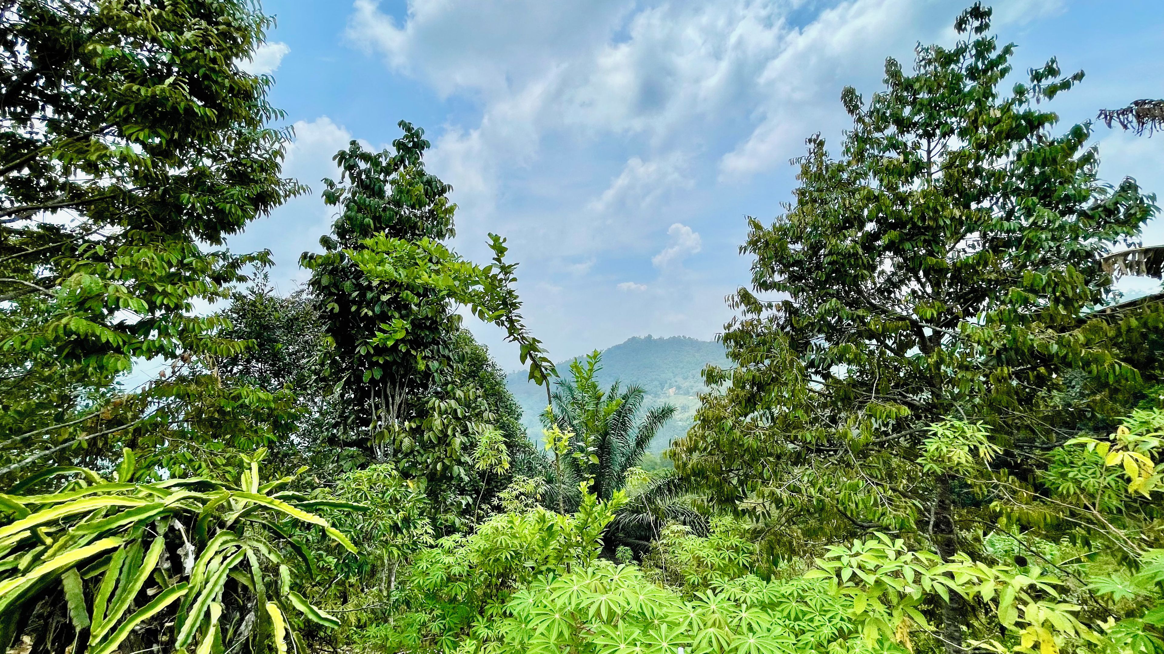 A dense forest with a variety of trees and undergrowth.