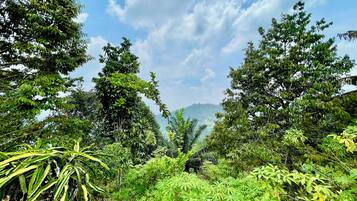 A dense forest with a variety of trees and undergrowth.