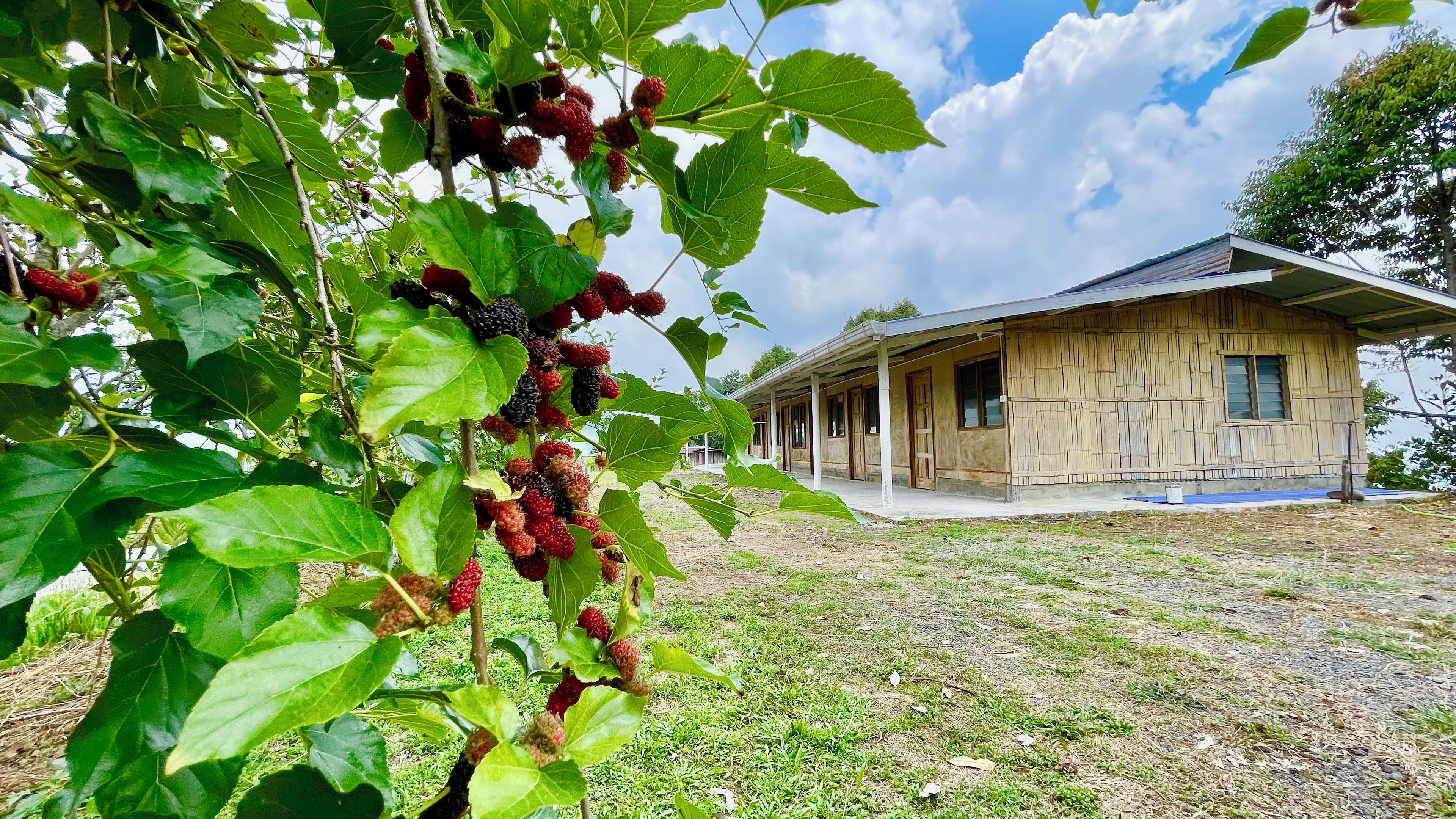 A rustic wooden house with a porch, surrounded by a grassy area and a tree with ripe fruit.