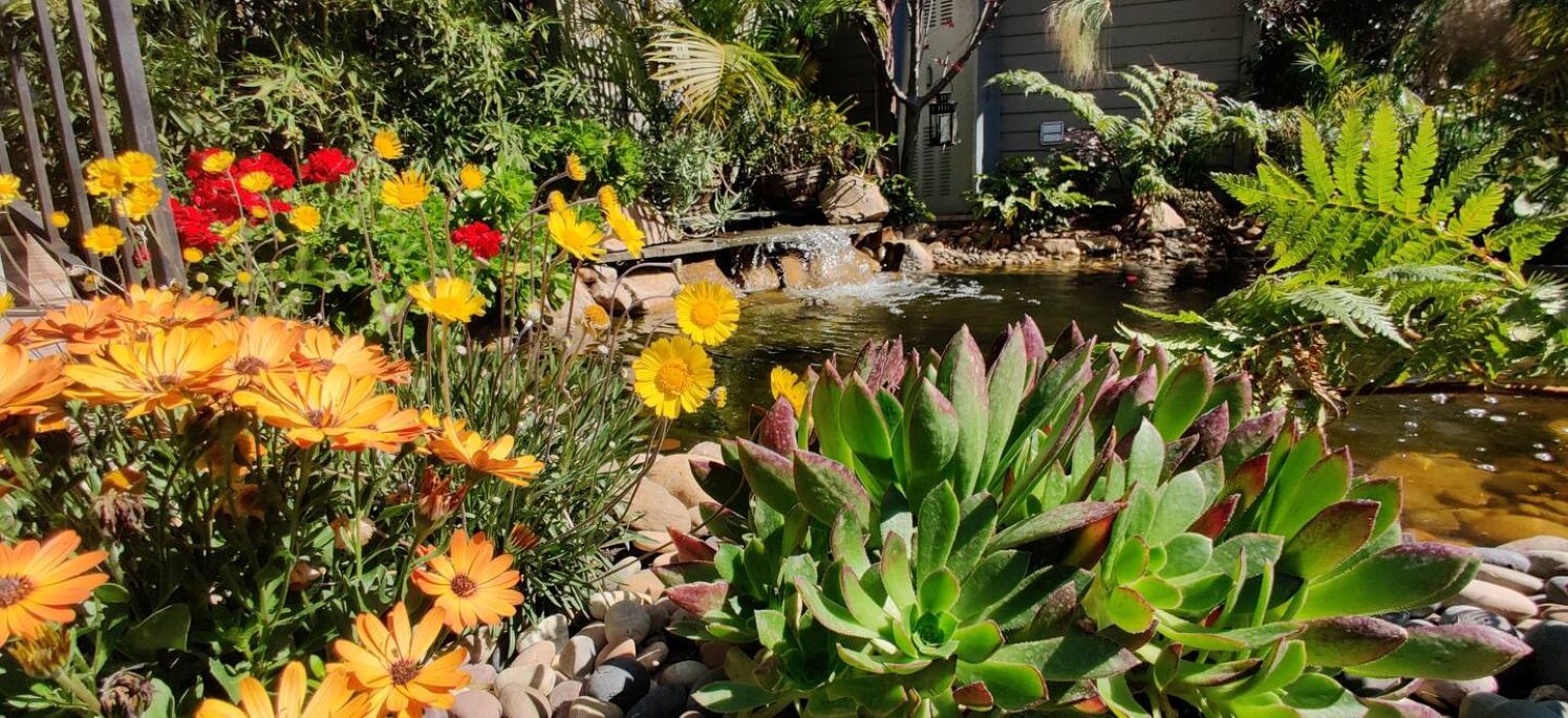 A garden with a pond, various plants, and flowers.