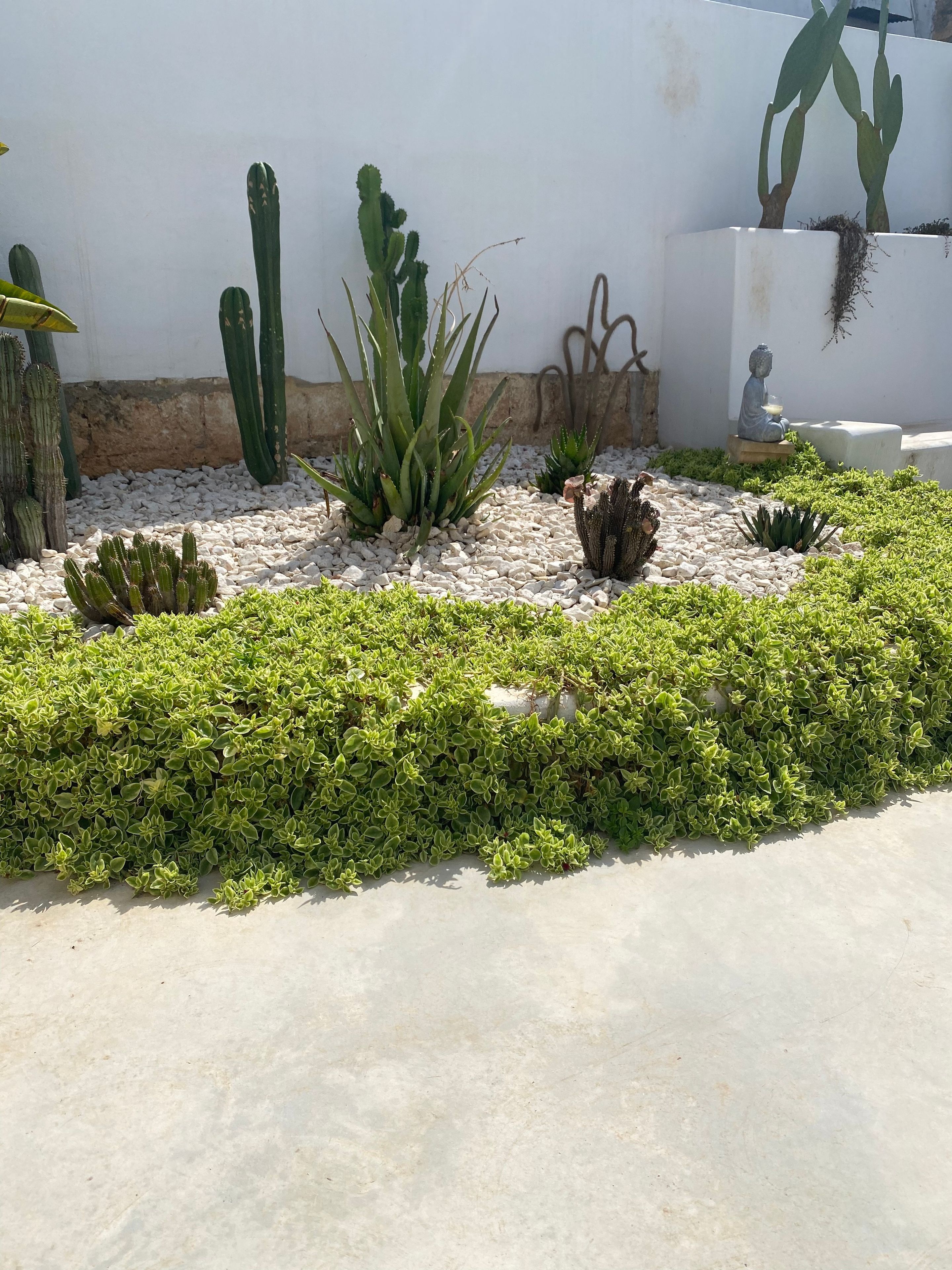 A garden with various cacti and succulents, a statue, and a white wall.