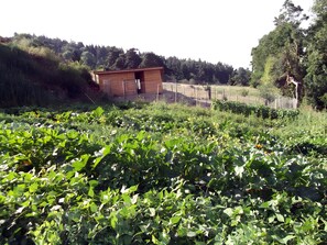 A rural landscape with a wooden structure, possibly a shed, surrounded by lush greenery and a fence.