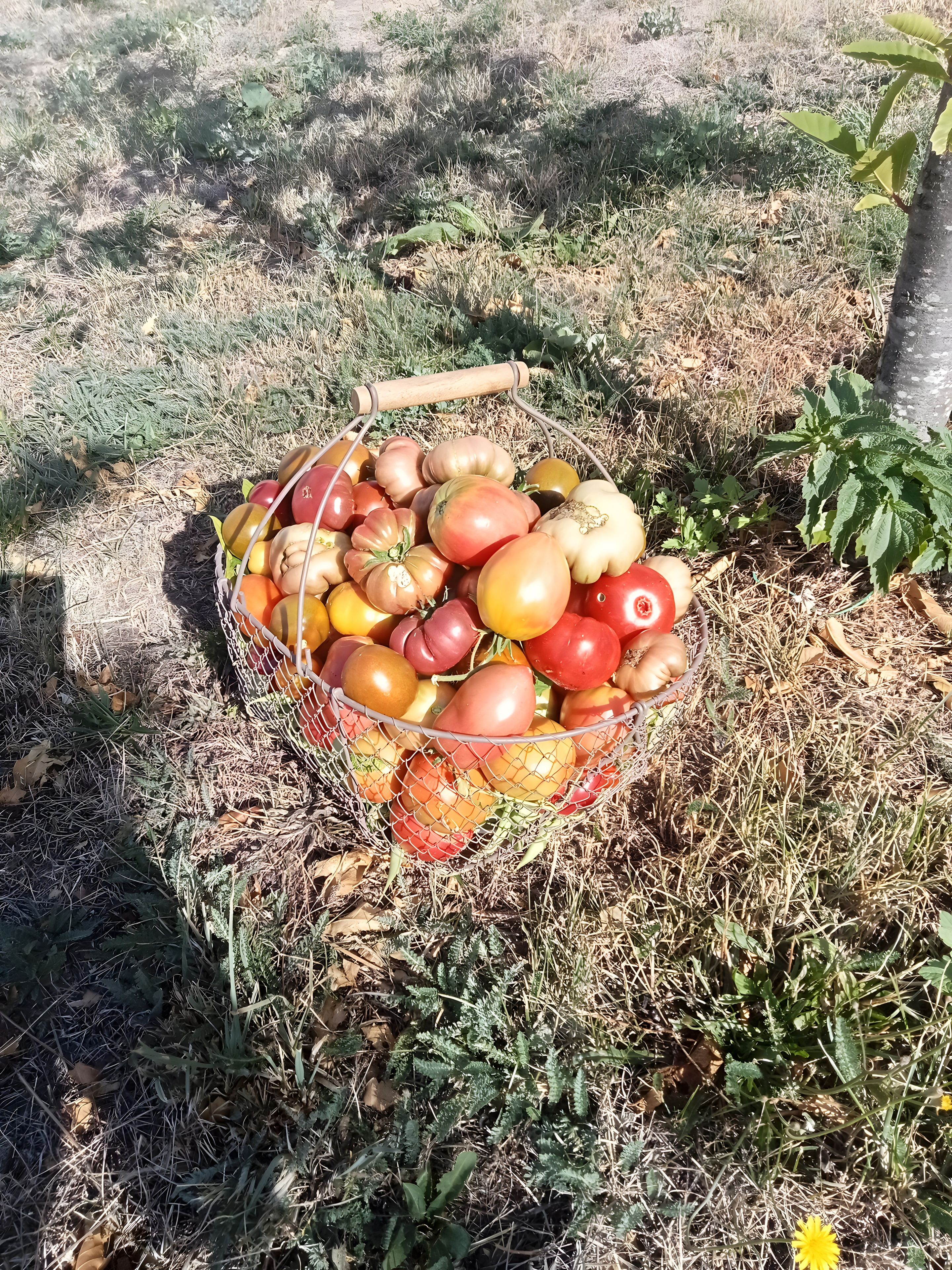 Una cesta de tomates sobre el suelo.