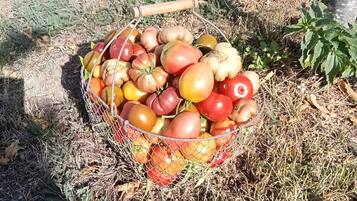 Una cesta de tomates sobre el suelo.