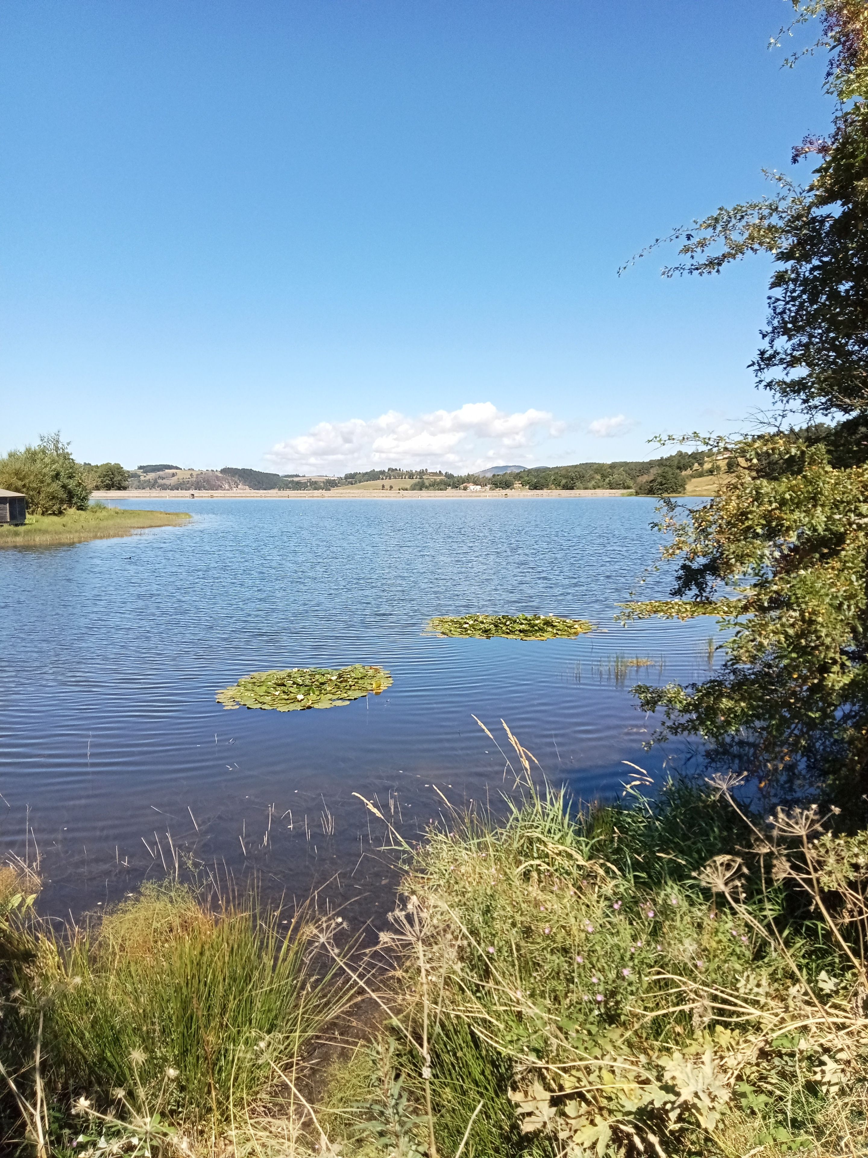 A calm lake with lily pads and surrounding greenery.