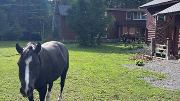 A horse in a grassy field with a wooden fence and a red building in the background.