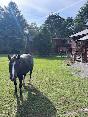 A horse in a grassy field with a wooden fence and a red building in the background.