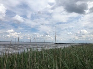 Een natuurlijk landschap met water, rietkragen en een bewolkte lucht.