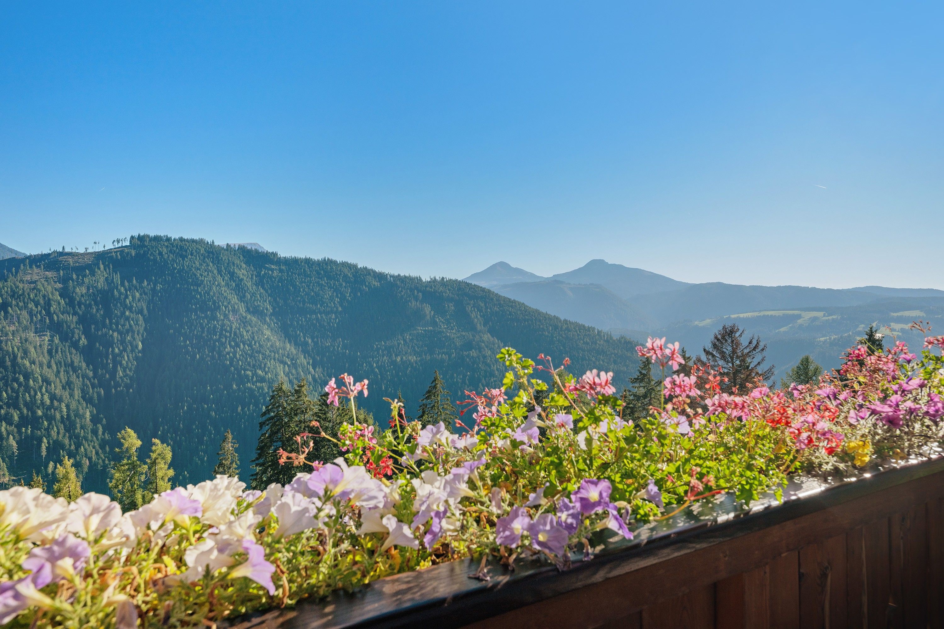 Un paysage montagneux avec une barrière en bois au premier plan, agrémenté de différentes sortes de fleurs.