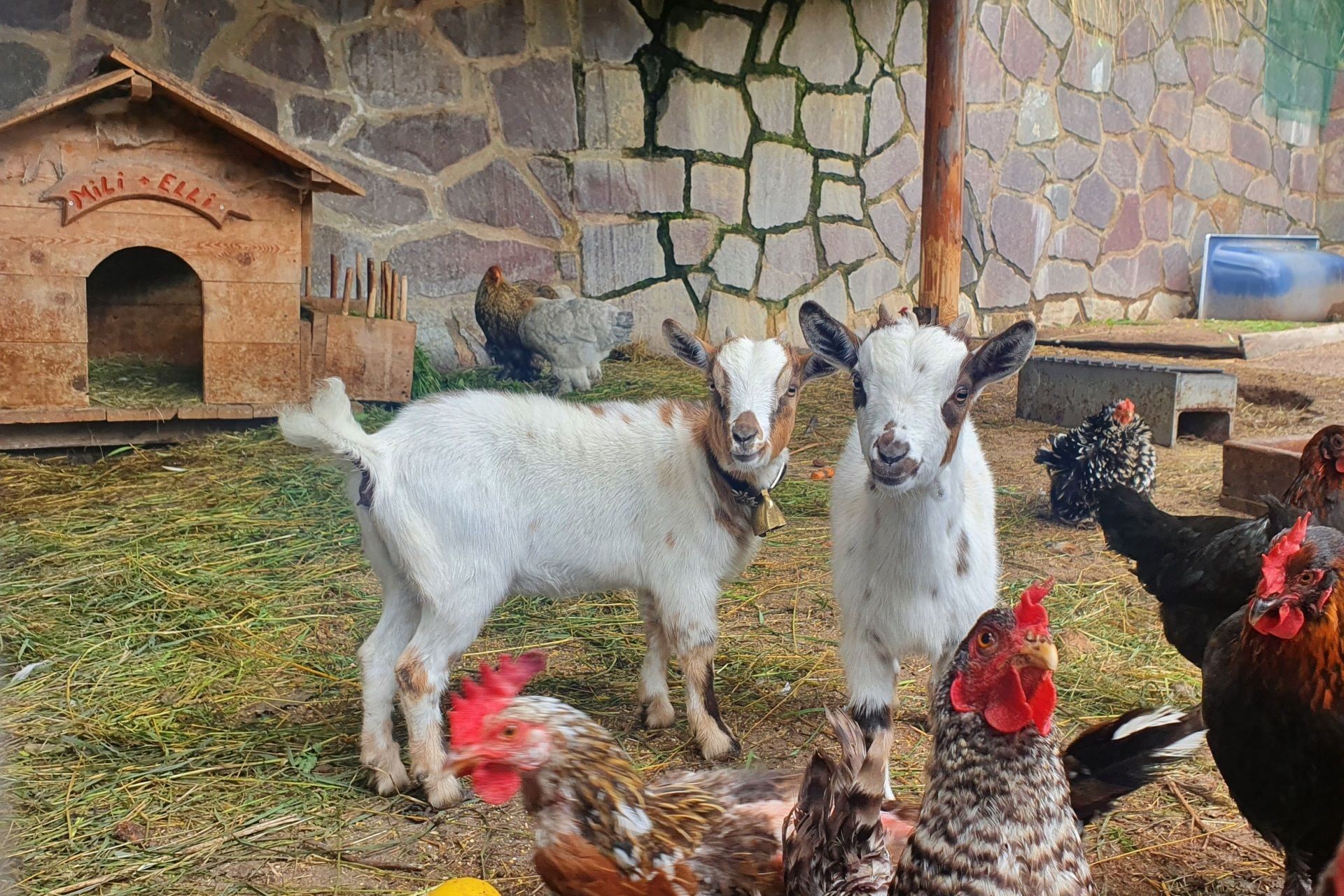A rustic farm setting with a goat pen, chickens, and a stone wall.