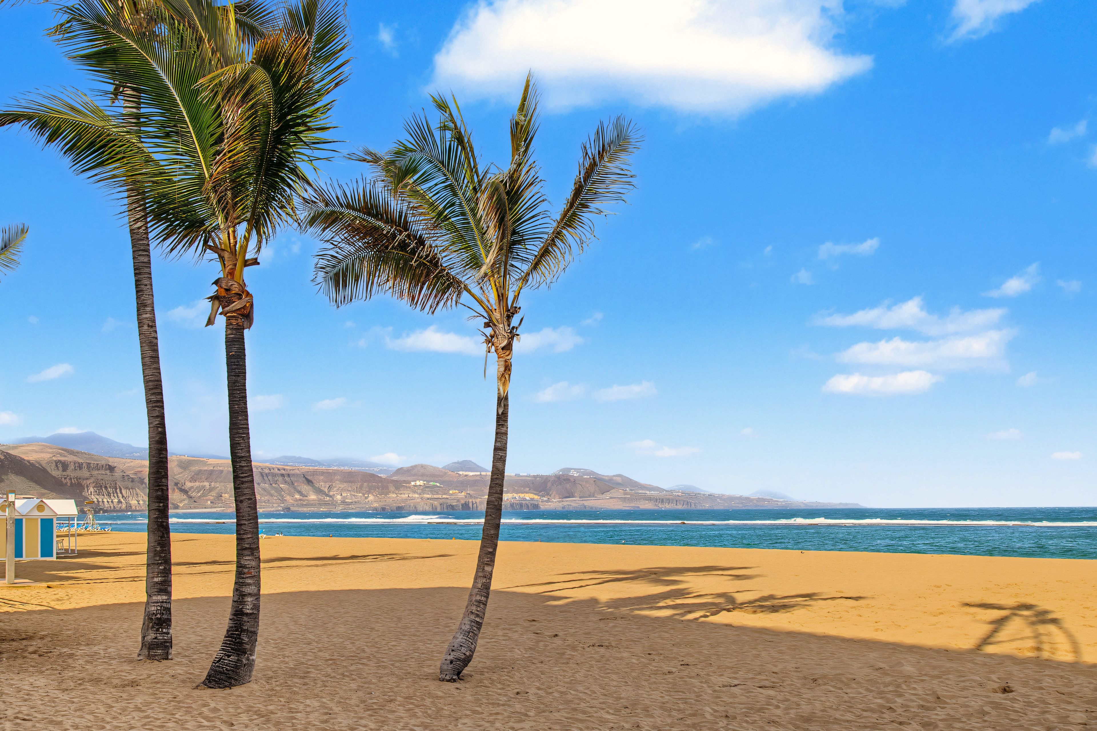 A beach with palm trees and a clear sky.