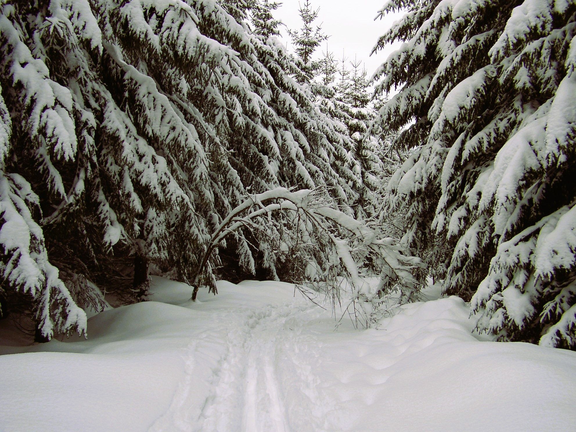 A snow-covered forest with a clear path.
