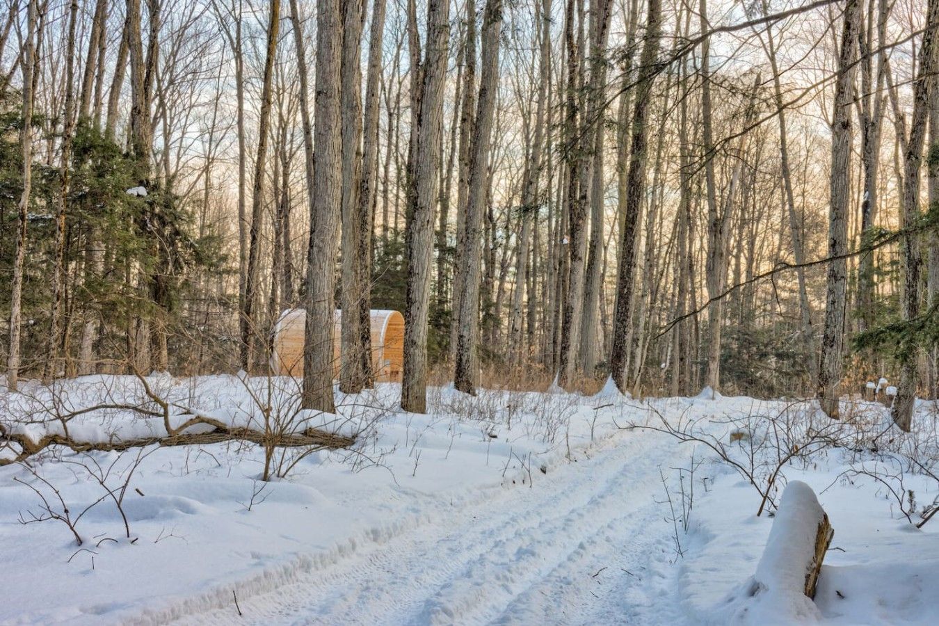 A snowy forest path leading to a cabin with a visible door and windows.