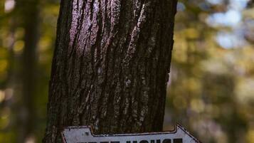 Directional signs for a treehouse and sauna pointing to the right.