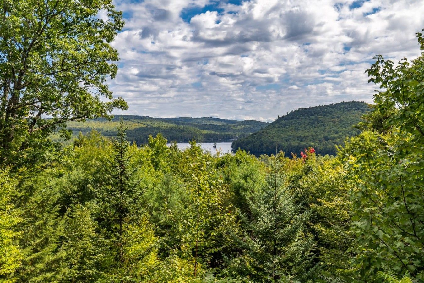 A natural landscape with dense foliage and a lake in the distance.