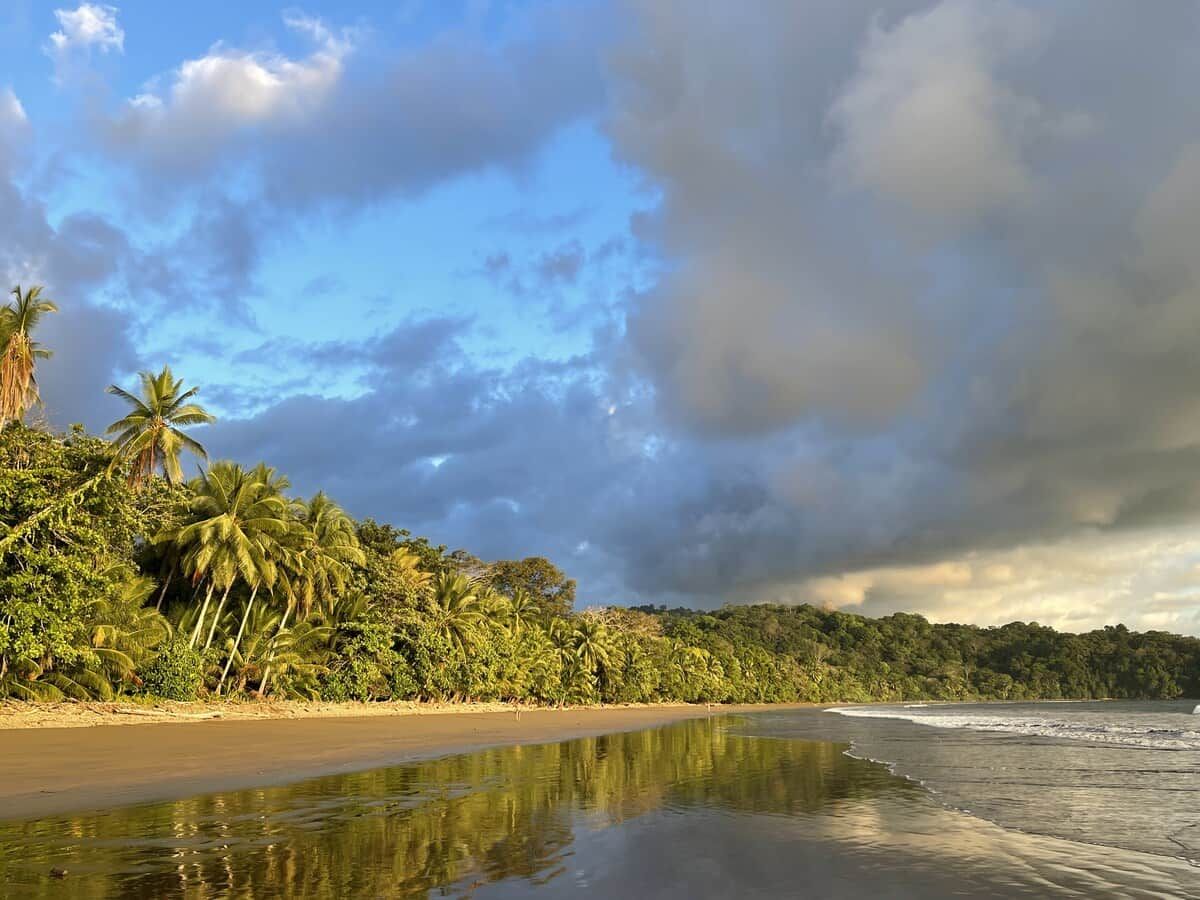 A beach with palm trees and a calm sea under a cloudy sky.