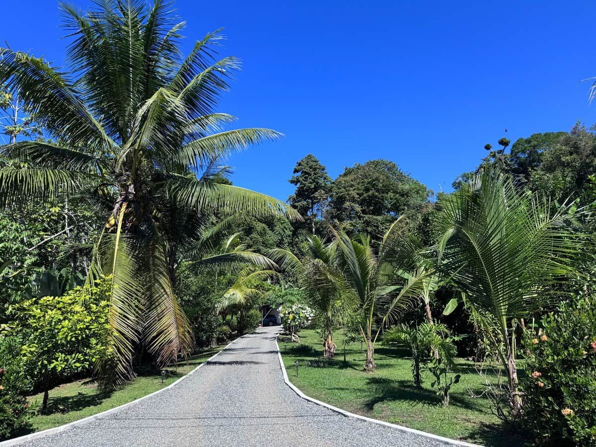 Un chemin pavé, bordé de palmiers et d’une végétation luxuriante, mène à une construction située au loin.