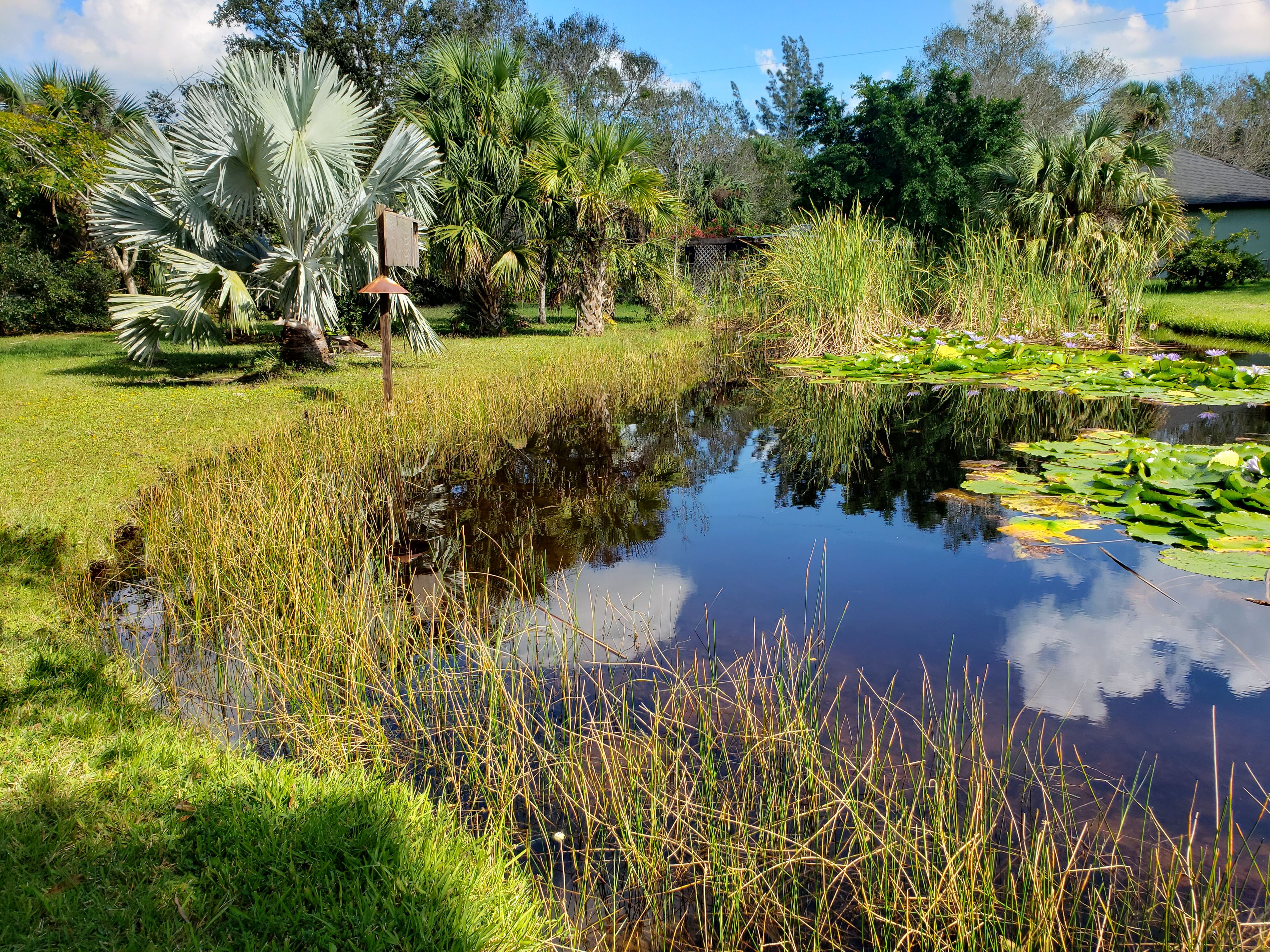 Um lago rodeado por vegetação exuberante e palmeiras.