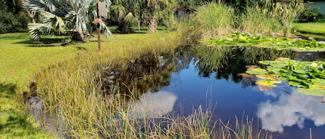 Um lago rodeado por vegetação exuberante e palmeiras.