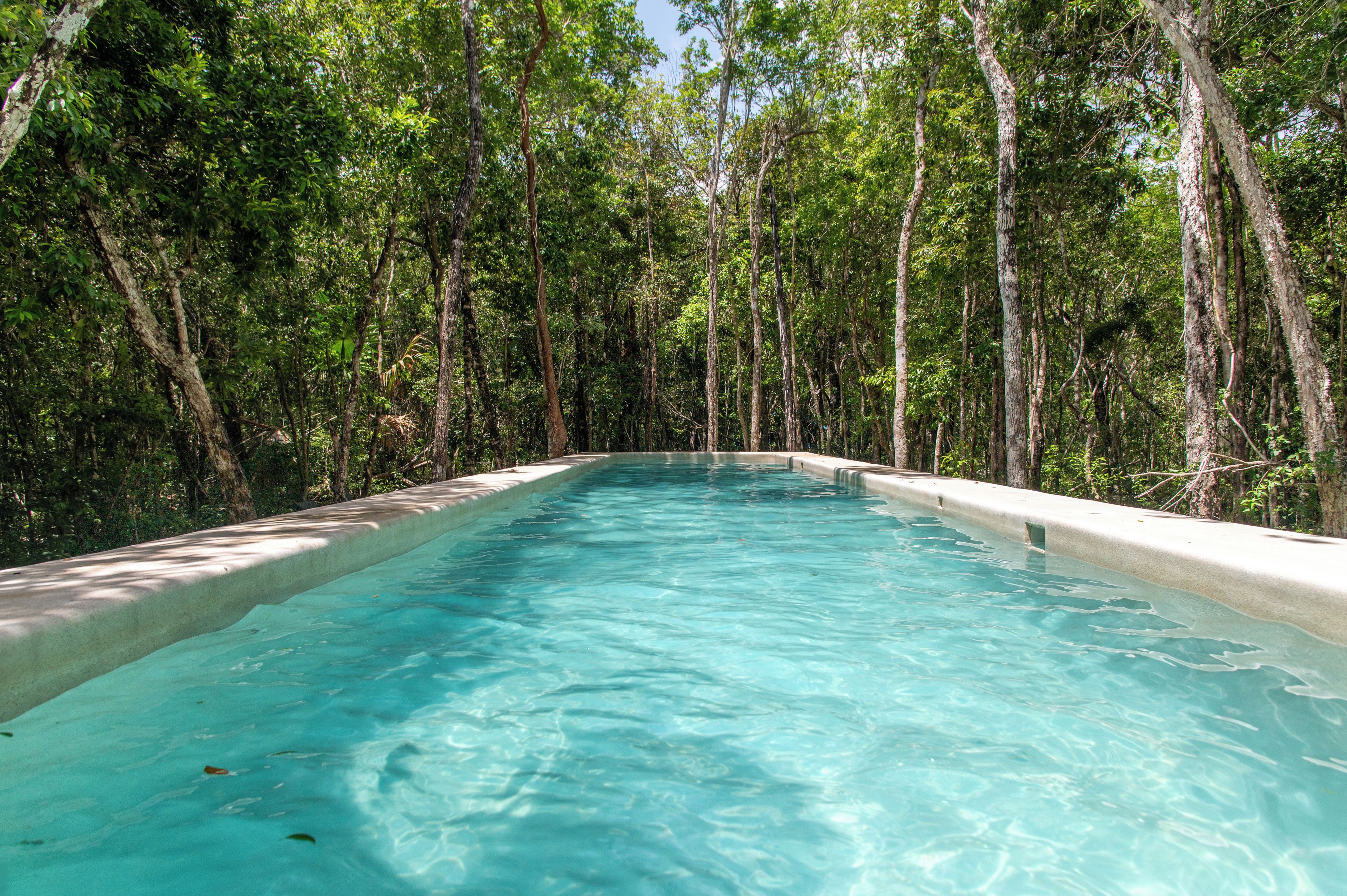 Une piscine rectangulaire entourée d’une végétation tropicale luxuriante.