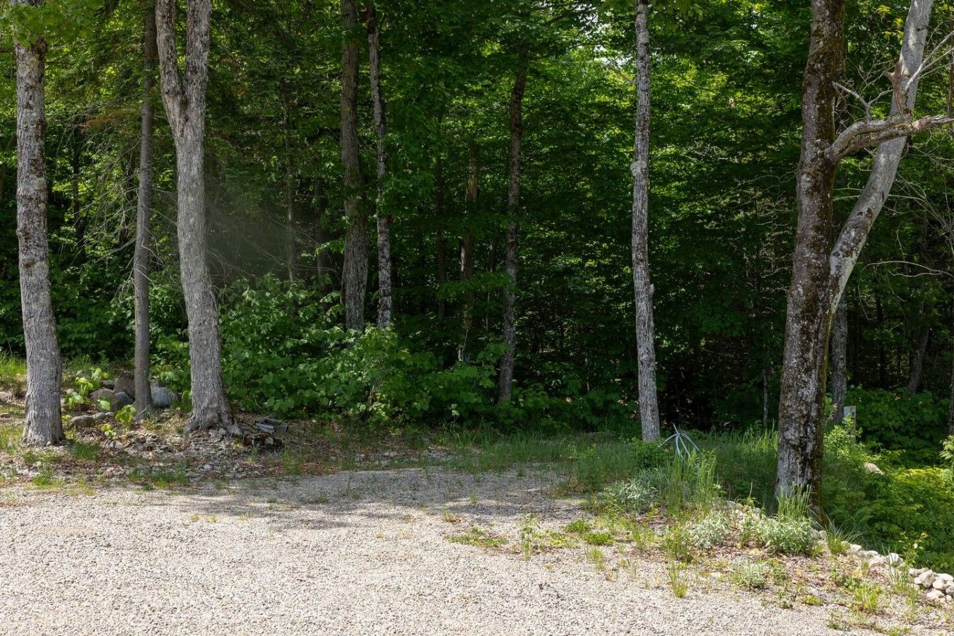 A gravel path leading into a forested area with tall trees and dense underbrush.