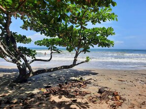 Une plage avec un arbre, des vagues et un ciel dégagé.