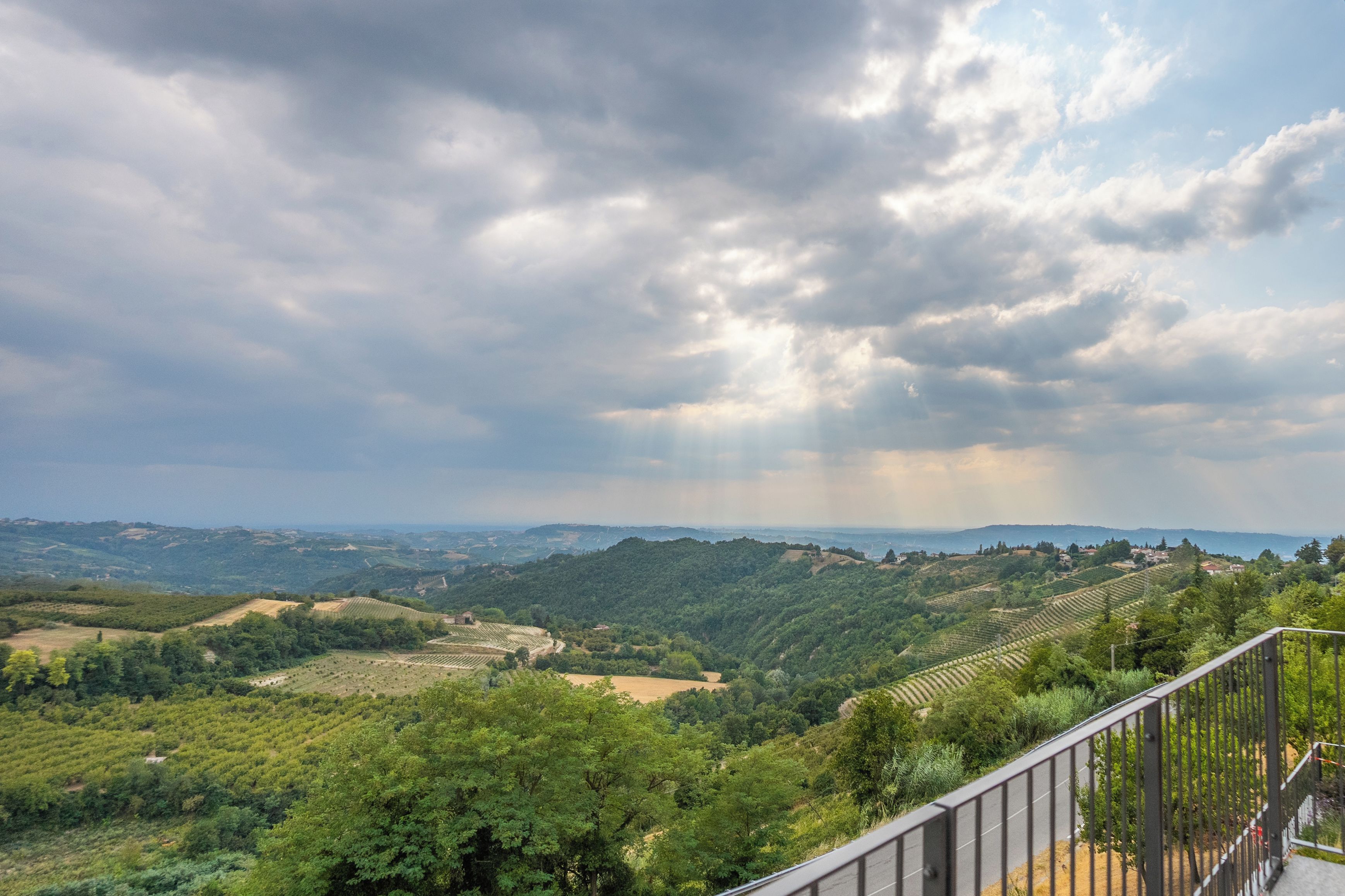 Paesaggio di un vigneto con filari a terrazza e vista sul mare in lontananza.
