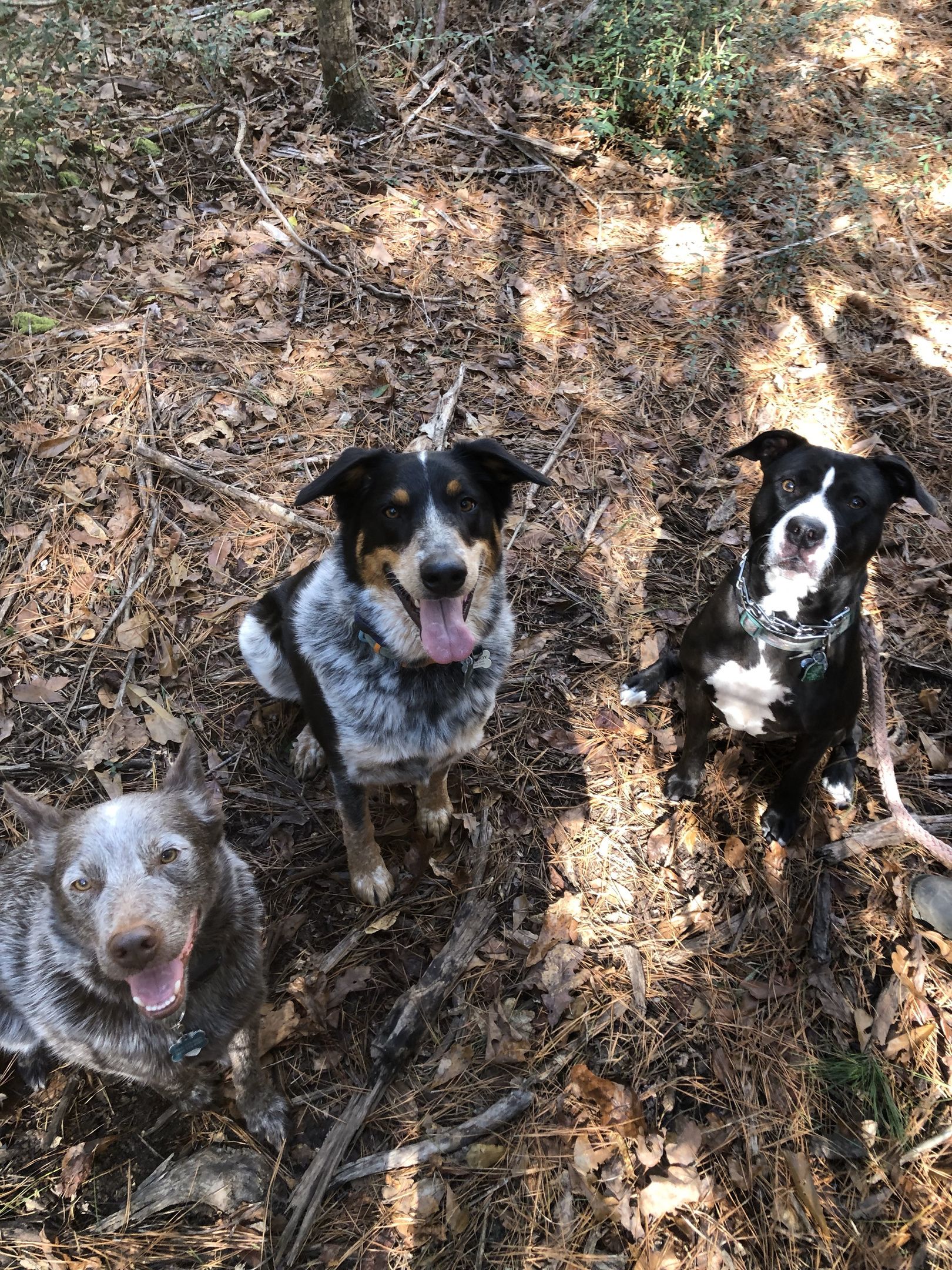 Tre cani in una zona boschiva ricoperta di foglie secche e aghi di pino.