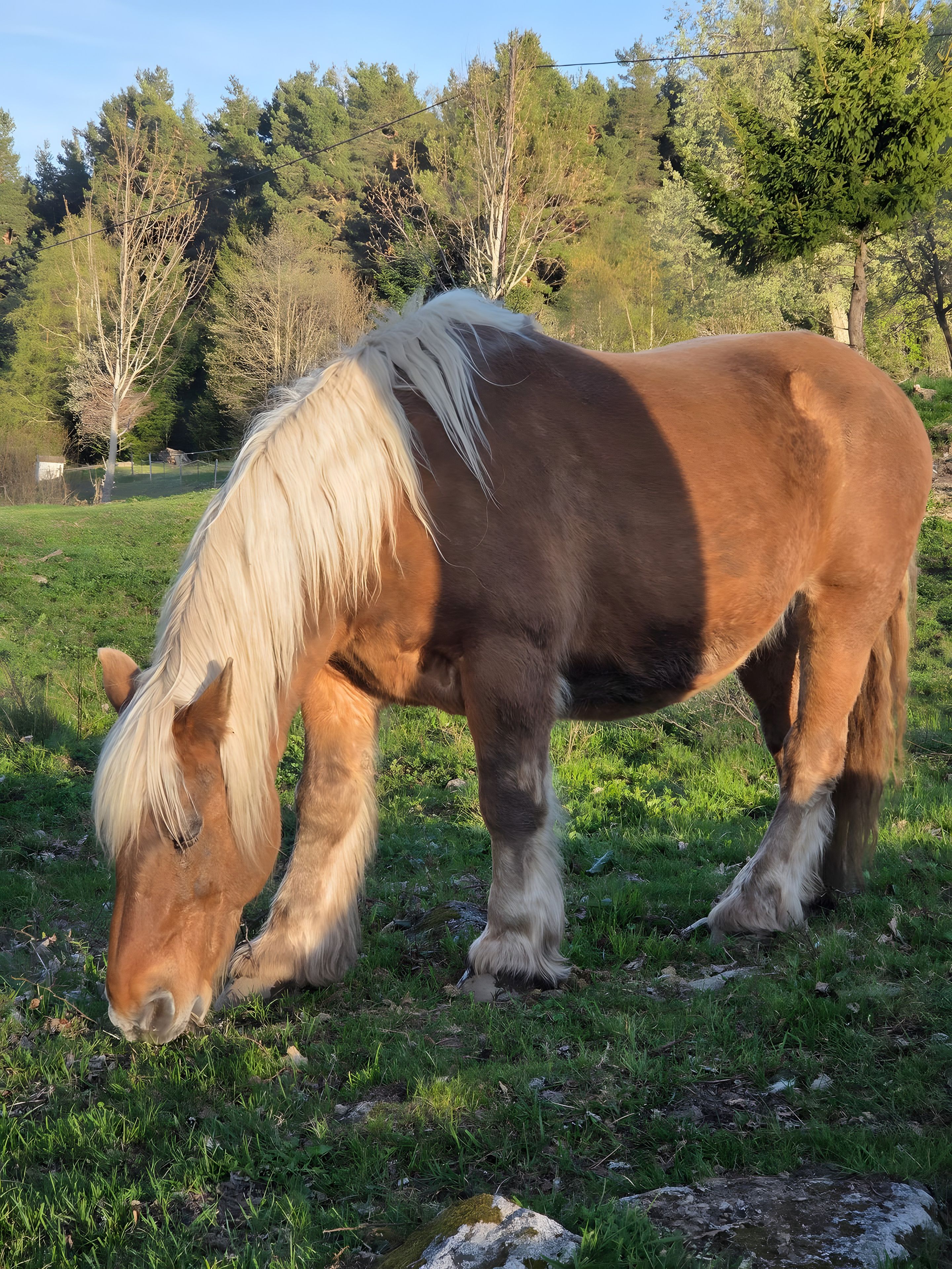 Un caballo pastando en un campo verde con árboles al fondo.