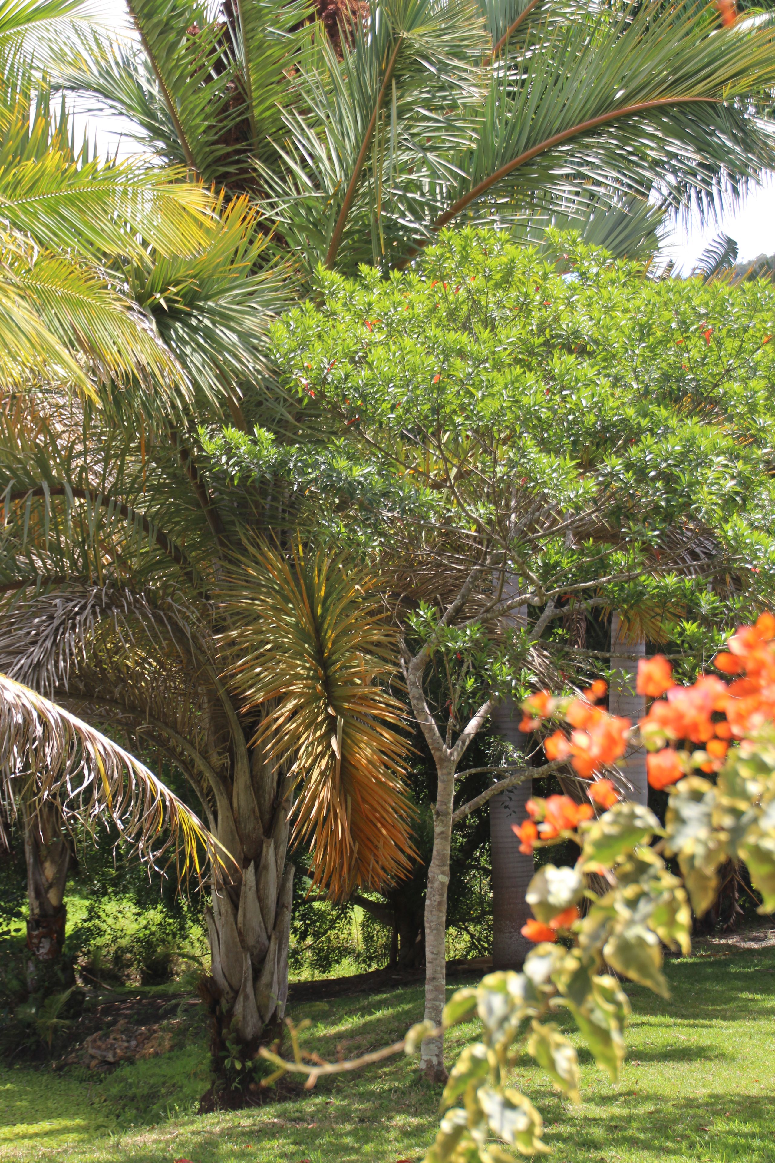 A lush garden with various tropical plants, including a prominent palm tree and a flowering plant with orange blossoms.