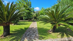 A pathway leading through a garden with palm trees and a stone path.