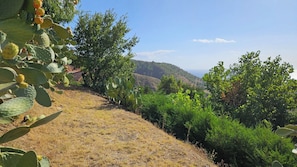 Ein trockenes, grasbewachsenes Gelände mit Kakteen und dichtem Grün, das in die hügelige Landschaft in der Ferne übergeht.