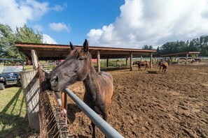 Un establo con caballos, un refugio cubierto y un área cercada.
