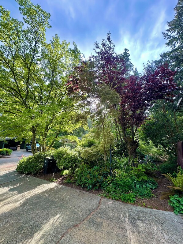 A residential driveway with a variety of trees and shrubs, a parked car, and a mailbox.