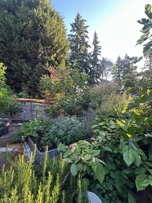 A garden with various plants and a wooden fence.