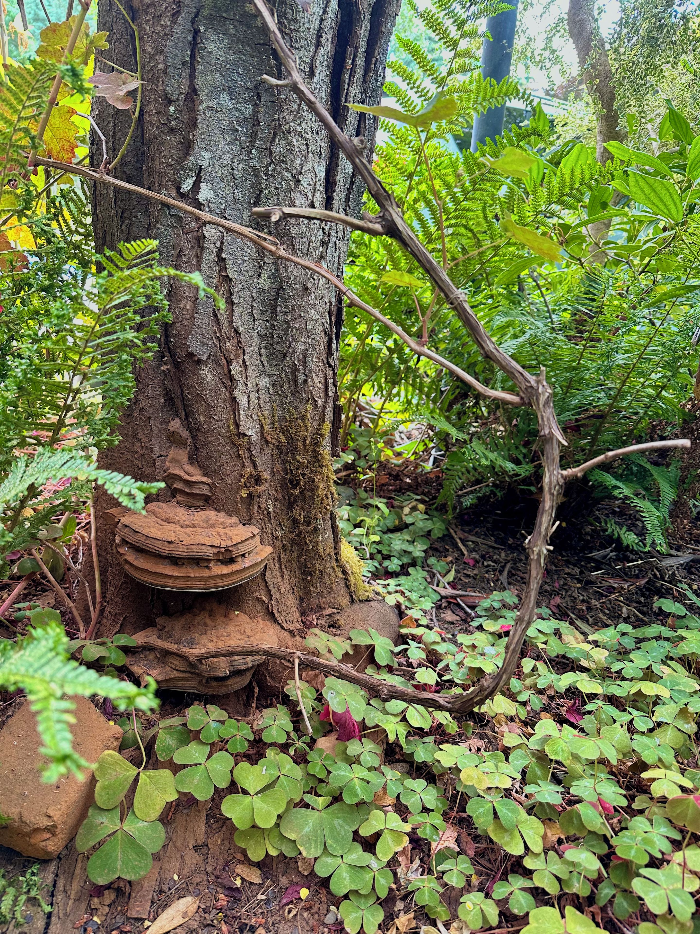 Un arbre dont le tronc est recouvert de mousse et qui possède une structure en bois à sa base.