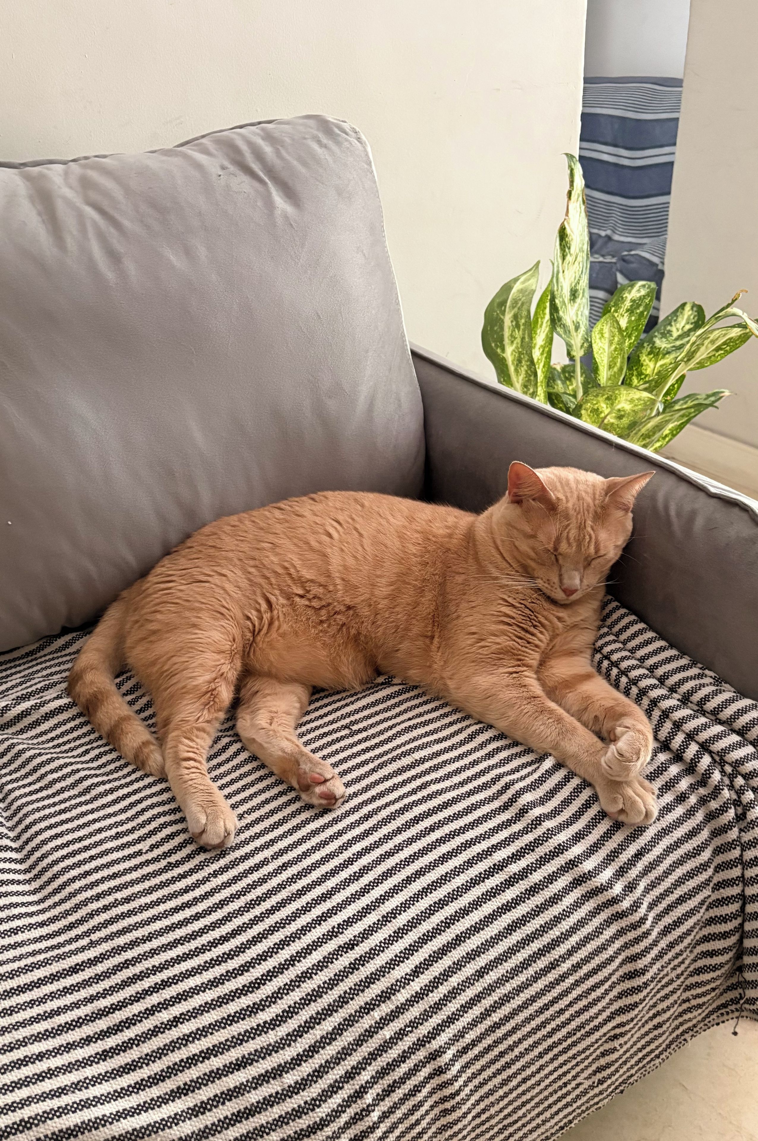 A cat lying on a striped cushion on a grey sofa.