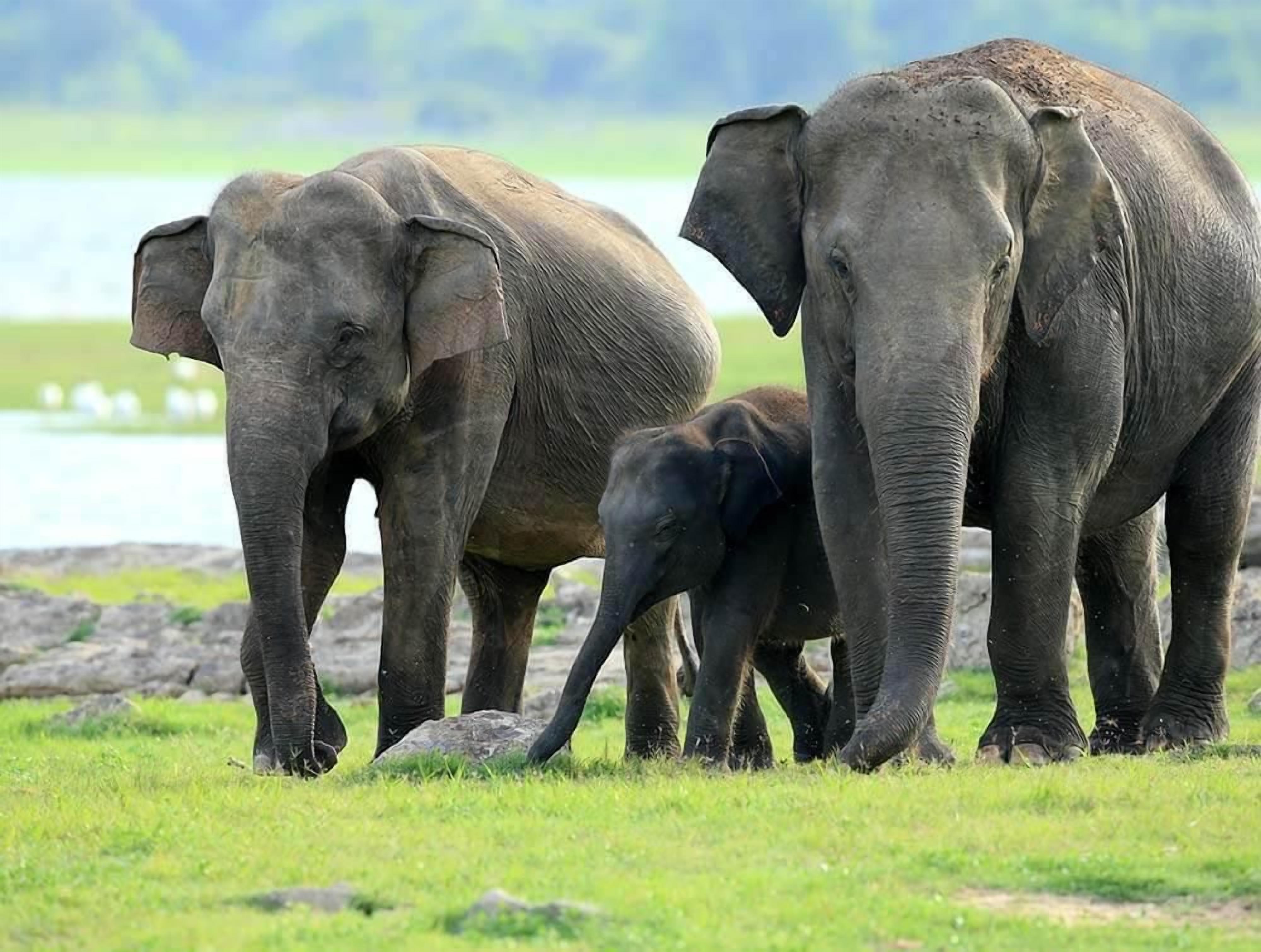Three elephants in a grassy field with a body of water in the background.