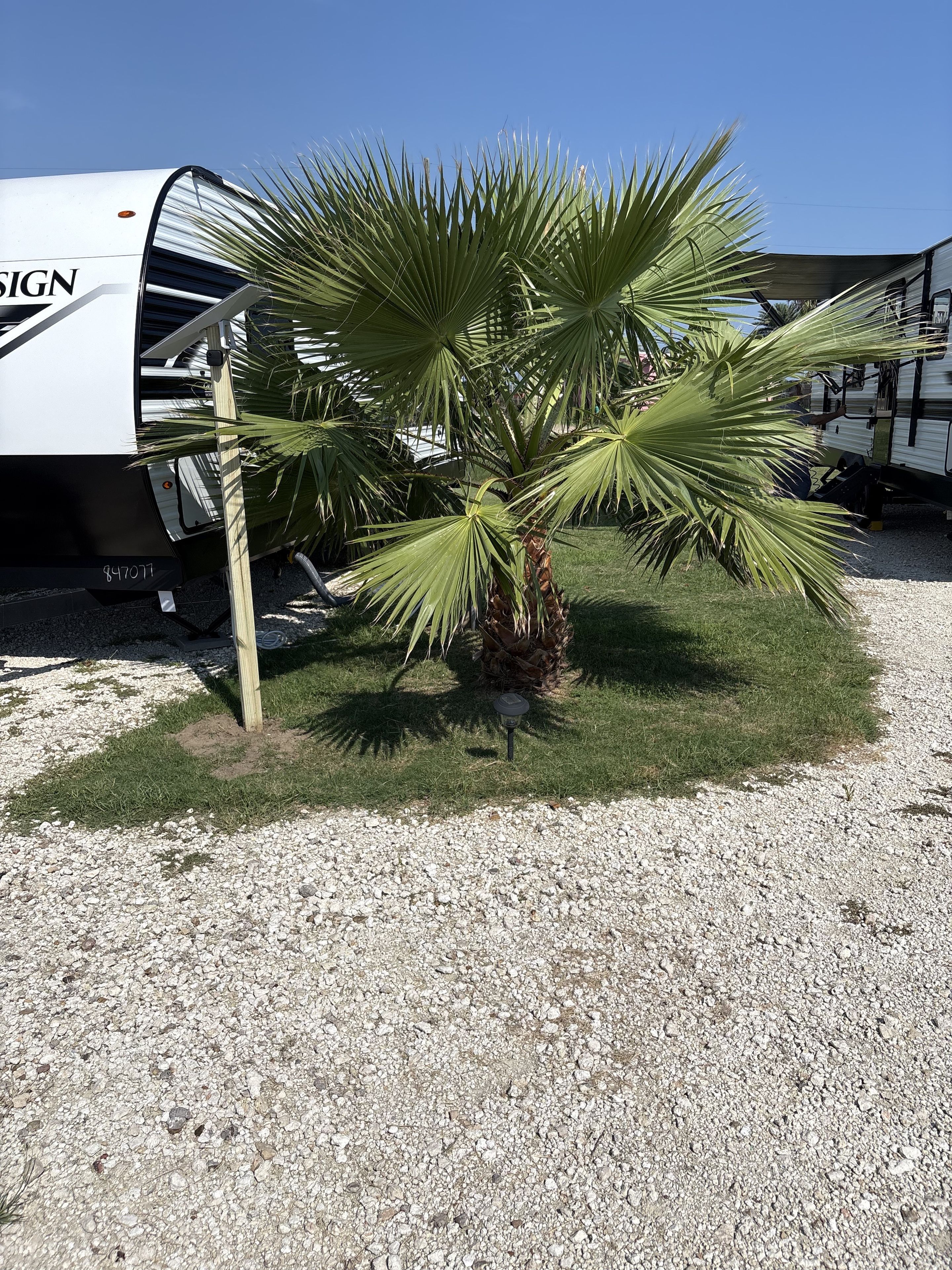 A palm tree in front of a white RV with the word 'SIGN' on it.