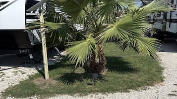 En palm framför en vit husbil med ordet ”SKYL” på.