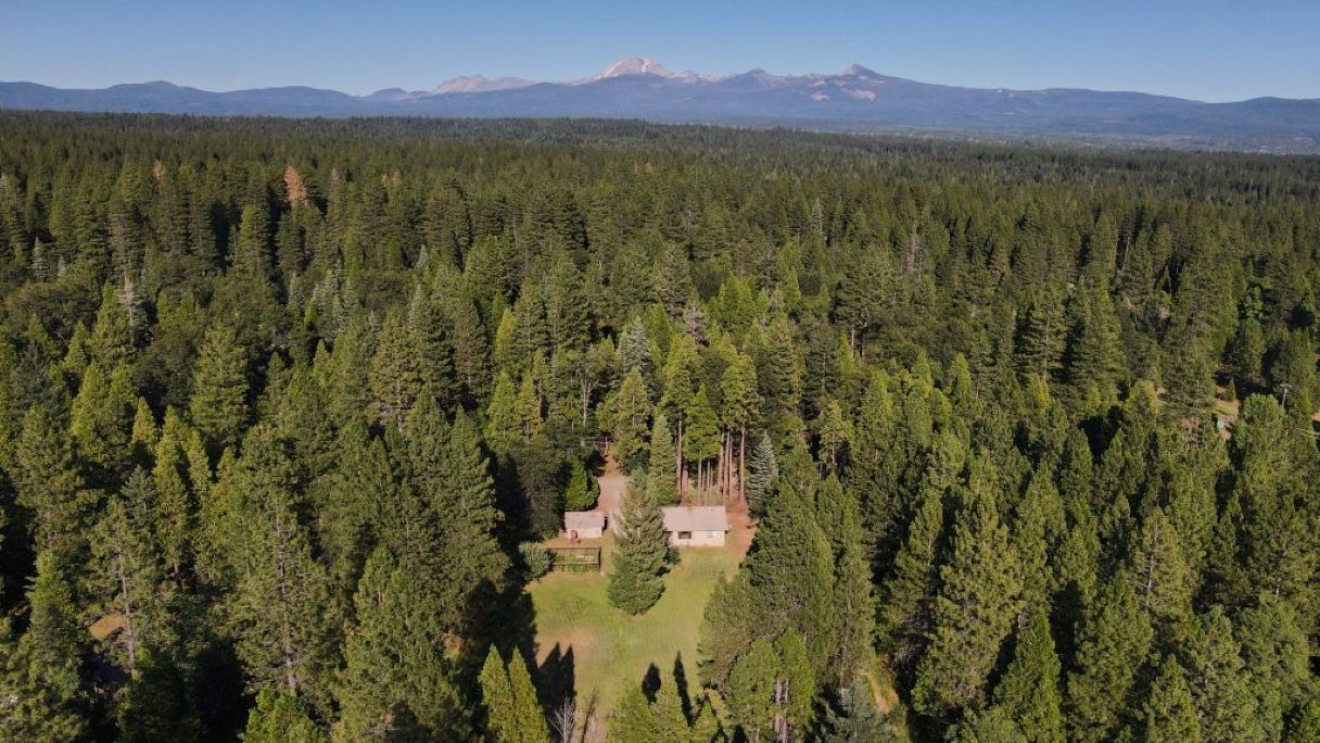 A forested area with a small building surrounded by dense trees.